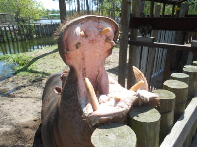 Hippo Feeding at Gulf Breeze Zoo, Gulf Breeze, Florida