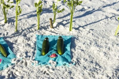 Veggies on Vacation, Destin, Florida