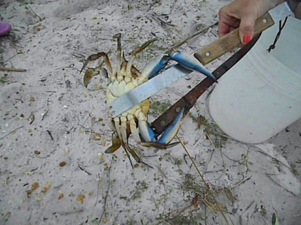Blue Crab, Destin, Florida