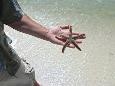 Shelling on Pensacola Beach